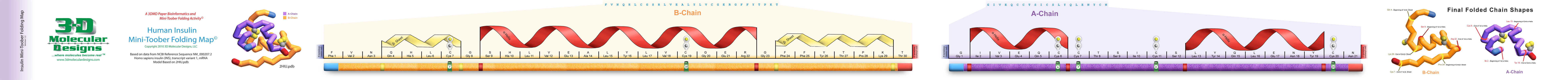 folding map for insulin toobers