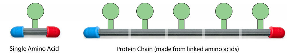 Protein Chain